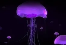 squid jellyfish 1920x1080 wallpaper Art HD Wallpaper
